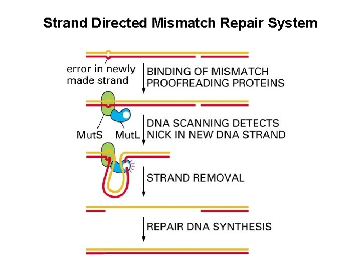 Strand Directed Mismatch Repair System 