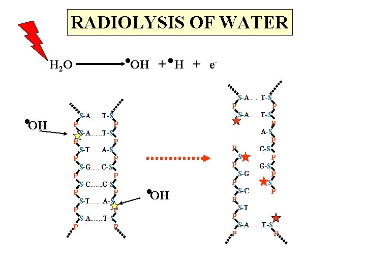 RADIOLYSIS OF WATER . . OH + e- H 2 O . OH S-A…….