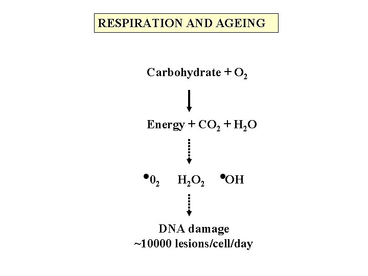 RESPIRATION AND AGEING Carbohydrate + O 2 Energy + CO 2 + H 2