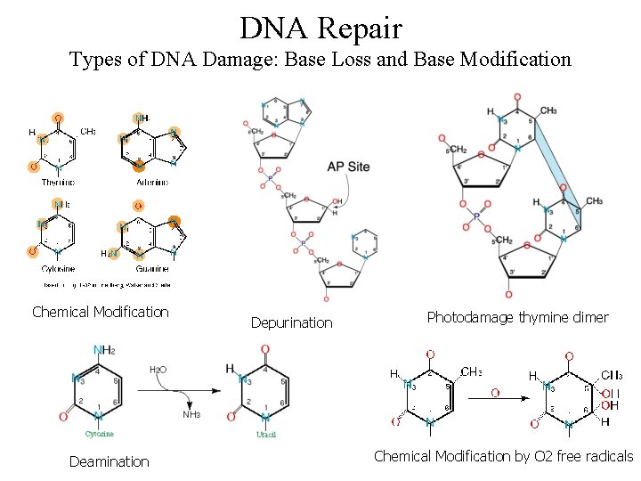 DNA Repair Types of DNA Damage: Base Loss and Base Modification Chemical Modification Deamination