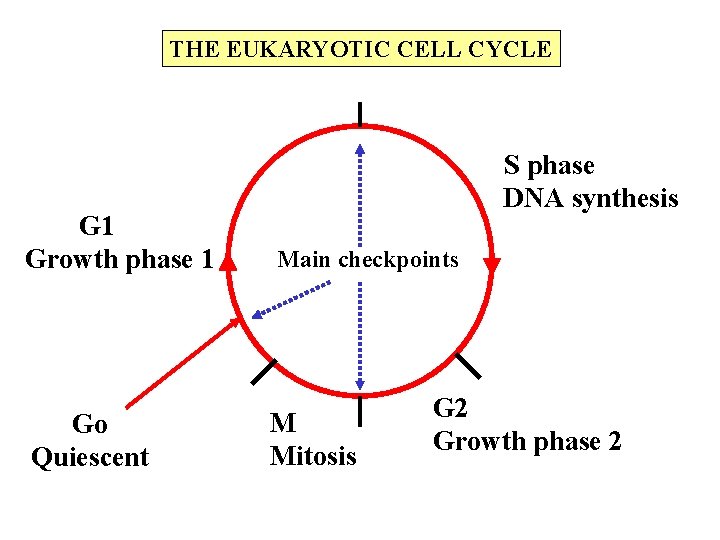 THE EUKARYOTIC CELL CYCLE G 1 Growth phase 1 Go Quiescent S phase DNA