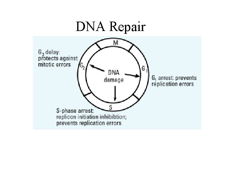 DNA Repair 