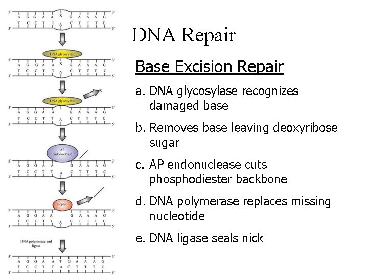 DNA Repair Base Excision Repair a. DNA glycosylase recognizes damaged base b. Removes base
