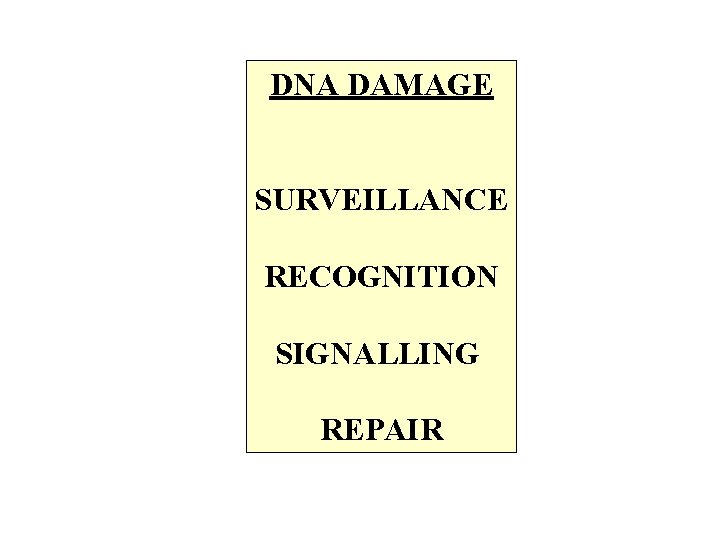 DNA DAMAGE SURVEILLANCE RECOGNITION SIGNALLING REPAIR 