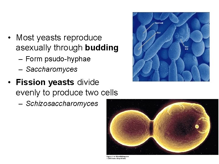  • Most yeasts reproduce asexually through budding – Form psudo-hyphae – Saccharomyces •