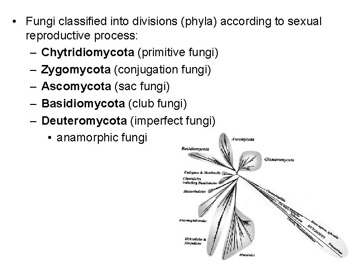  • Fungi classified into divisions (phyla) according to sexual reproductive process: – Chytridiomycota