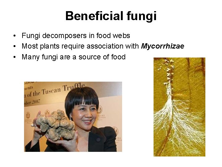 Beneficial fungi • Fungi decomposers in food webs • Most plants require association with