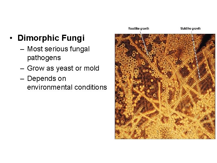  • Dimorphic Fungi – Most serious fungal pathogens – Grow as yeast or