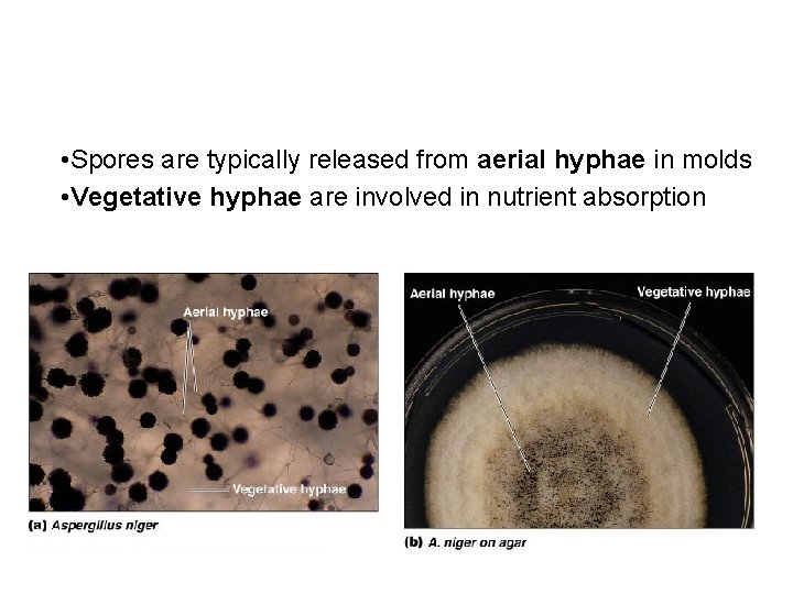  • Spores are typically released from aerial hyphae in molds • Vegetative hyphae