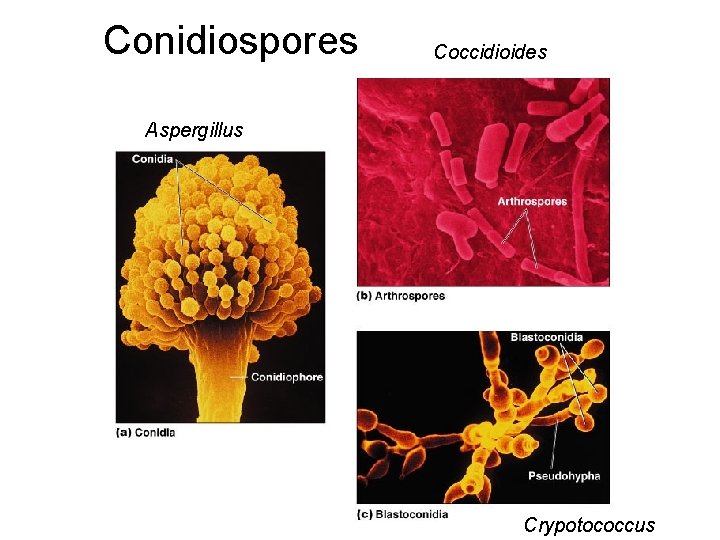 Conidiospores Coccidioides Aspergillus Crypotococcus 