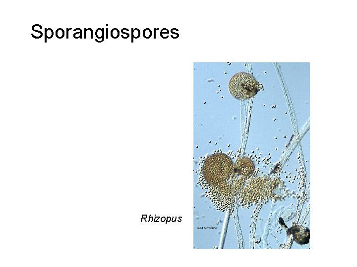 Sporangiospores Rhizopus 