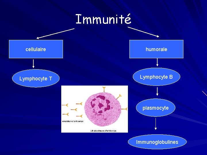 Immunité cellulaire humorale Lymphocyte T Lymphocyte B plasmocyte Immunoglobulines 