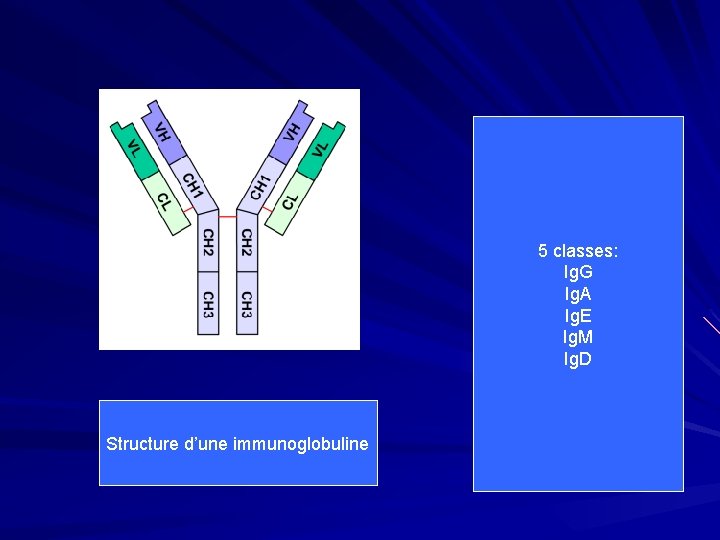 5 classes: Ig. G Ig. A Ig. E Ig. M Ig. D Structure d’une