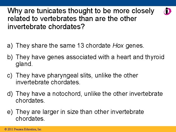 Why are tunicates thought to be more closely related to vertebrates than are the