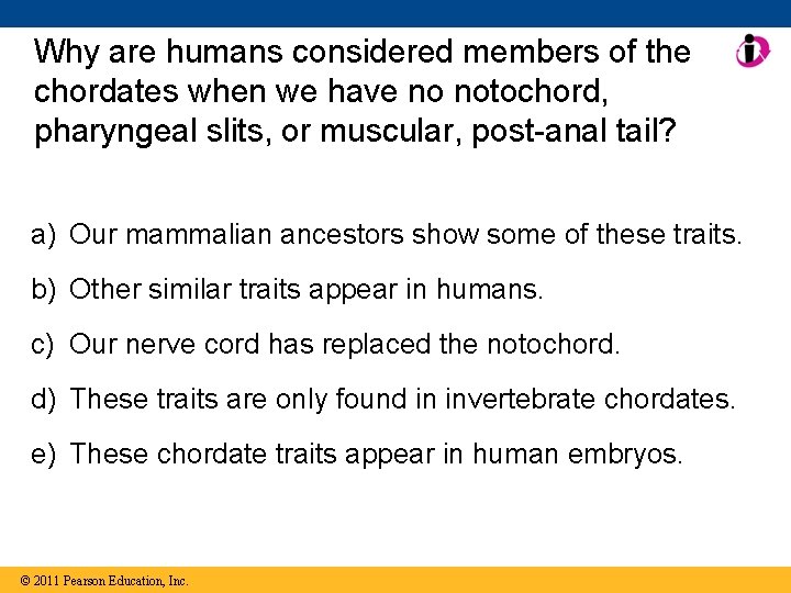 Why are humans considered members of the chordates when we have no notochord, pharyngeal