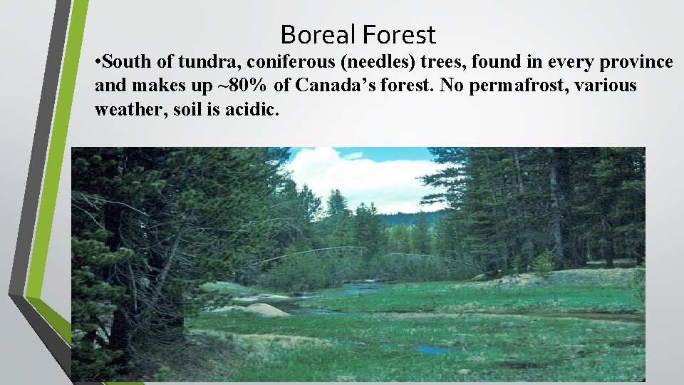 Boreal Forest • South of tundra, coniferous (needles) trees, found in every province and