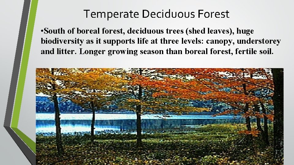Temperate Deciduous Forest • South of boreal forest, deciduous trees (shed leaves), huge biodiversity
