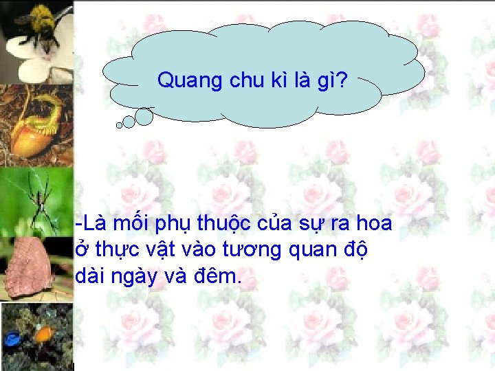 Quang chu kì là gì? -Là mối phụ thuộc của sự ra hoa ở