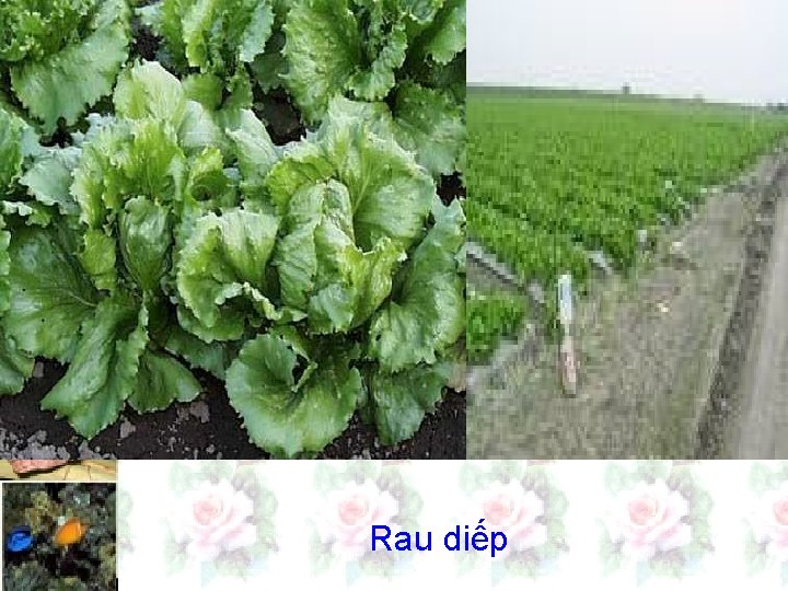 Rau diếp 