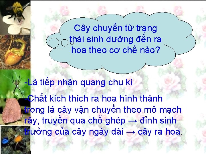 Cây chuyển từ trạng thái sinh dưỡng đến ra hoa theo cơ chế nào?