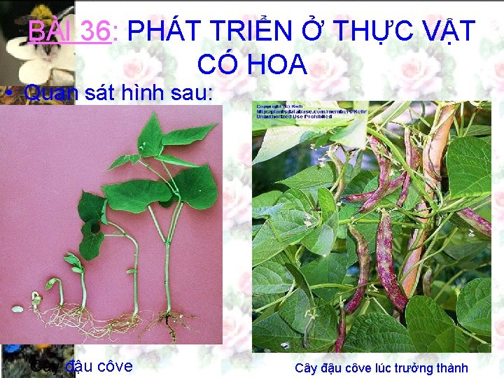 BÀI 36: PHÁT TRIỂN Ở THỰC VẬT CÓ HOA • Quan sát hình sau: