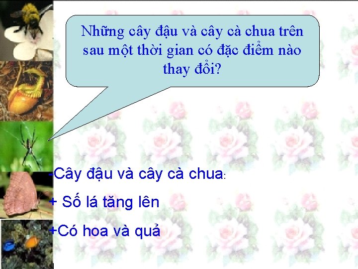 Những cây đậu và cây cà chua trên sau một thời gian có đặc