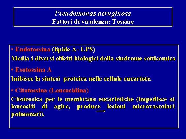 Pseudomonas aeruginosa Fattori di virulenza: Tossine • Endotossina (lipide A- LPS) Media i diversi
