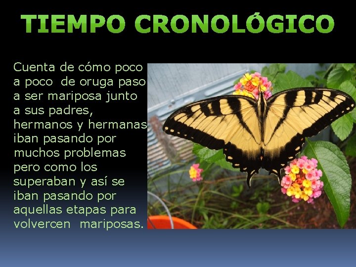 Cuenta de cómo poco a poco de oruga paso a ser mariposa junto a