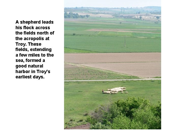 A shepherd leads his flock across the fields north of the acropolis at Troy.