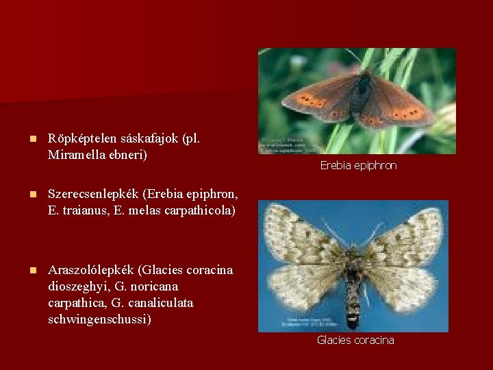 n Röpképtelen sáskafajok (pl. Miramella ebneri) n Szerecsenlepkék (Erebia epiphron, E. traianus, E. melas