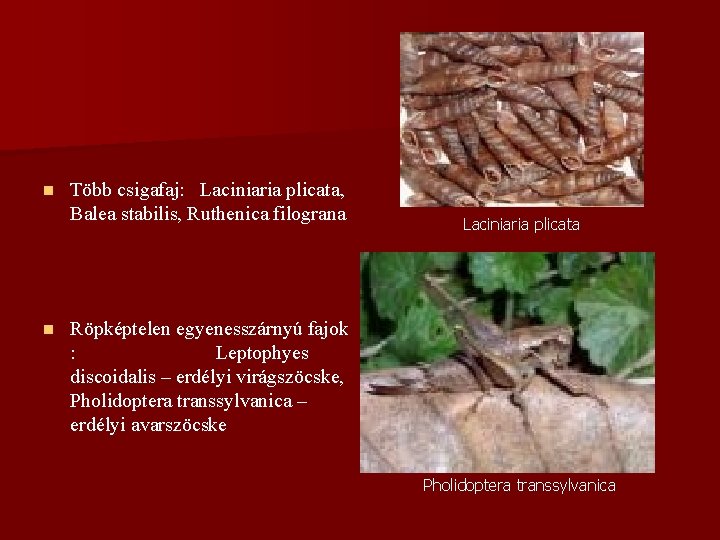 n n Több csigafaj: Laciniaria plicata, Balea stabilis, Ruthenica filograna Laciniaria plicata Röpképtelen egyenesszárnyú