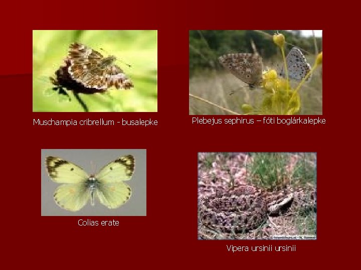 Muschampia cribrellum - busalepke Plebejus sephirus – fóti boglárkalepke Colias erate Vipera ursinii 