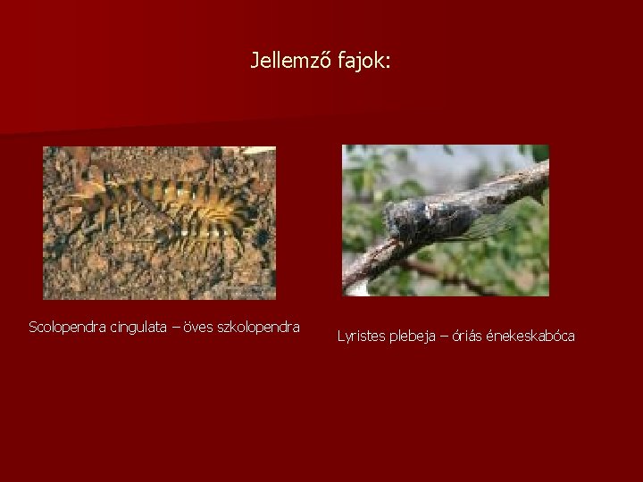 Jellemző fajok: Scolopendra cingulata – öves szkolopendra Lyristes plebeja – óriás énekeskabóca 