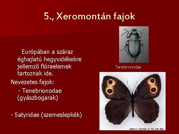 5. , Xeromontán fajok Európában a száraz éghajlatú hegyvidékekre jellemző flóraelemek tartoznak ide. Nevezetes