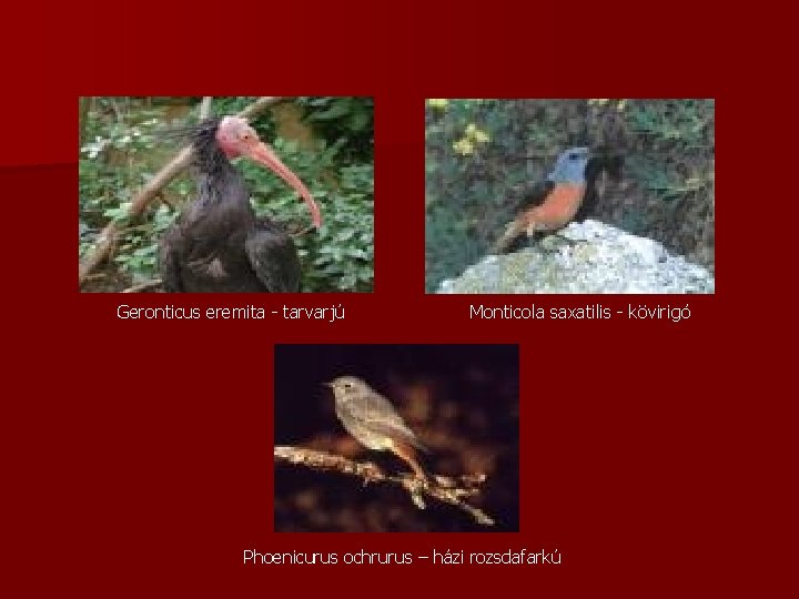 Geronticus eremita - tarvarjú Monticola saxatilis - kövirigó Phoenicurus ochrurus – házi rozsdafarkú 