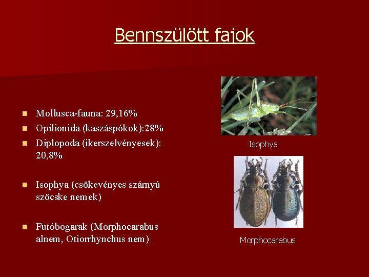 Bennszülött fajok Mollusca-fauna: 29, 16% n Opilionida (kaszáspókok): 28% n Diplopoda (ikerszelvényesek): 20, 8%