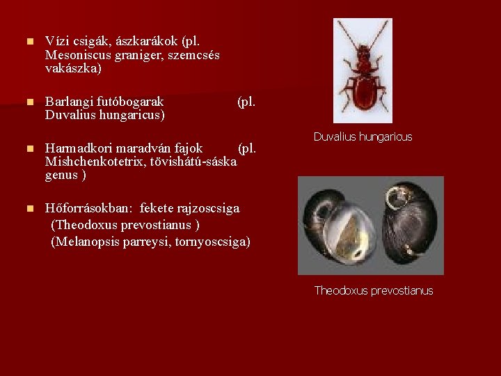 n Vízi csigák, ászkarákok (pl. Mesoniscus graniger, szemcsés vakászka) n Barlangi futóbogarak Duvalius hungaricus)