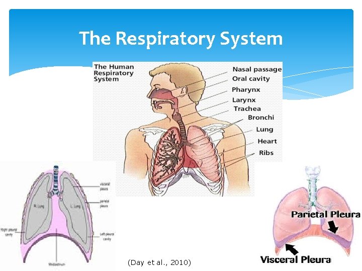 The Respiratory System (Day et al. , 2010) 