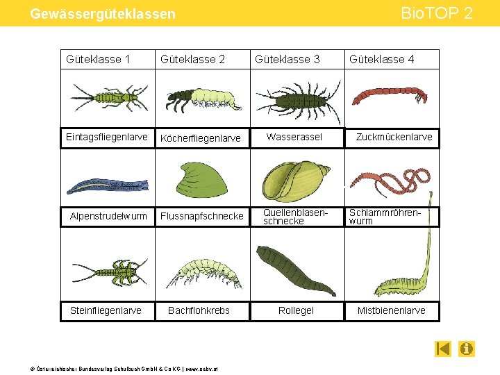 Bio. TOP 2 Gewässergüteklassen Güteklasse 1 Güteklasse 2 Eintagsfliegenlarve Köcherfliegenlarve Wasserassel Alpenstrudelwurm Flussnapfschnecke Quellenblasenschnecke