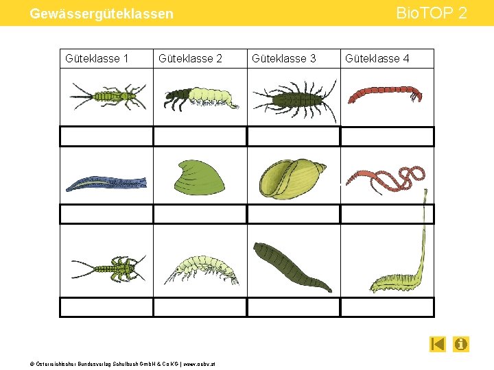 Bio. TOP 2 Gewässergüteklassen Güteklasse 1 Güteklasse 2 © Österreichischer Bundesverlag Schulbuch Gmb. H