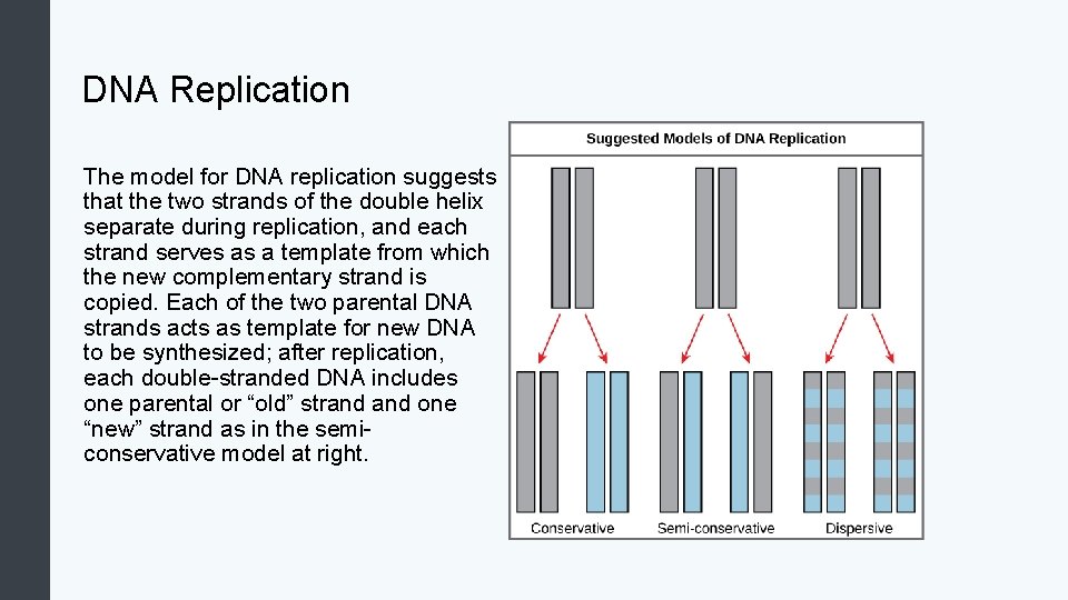 DNA Replication The model for DNA replication suggests that the two strands of the