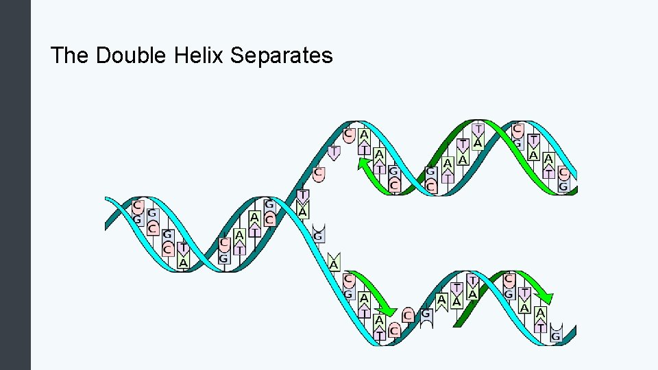 The Double Helix Separates 