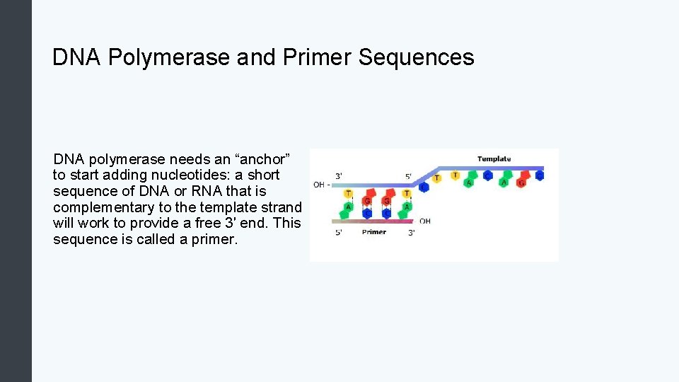 DNA Polymerase and Primer Sequences DNA polymerase needs an “anchor” to start adding nucleotides: