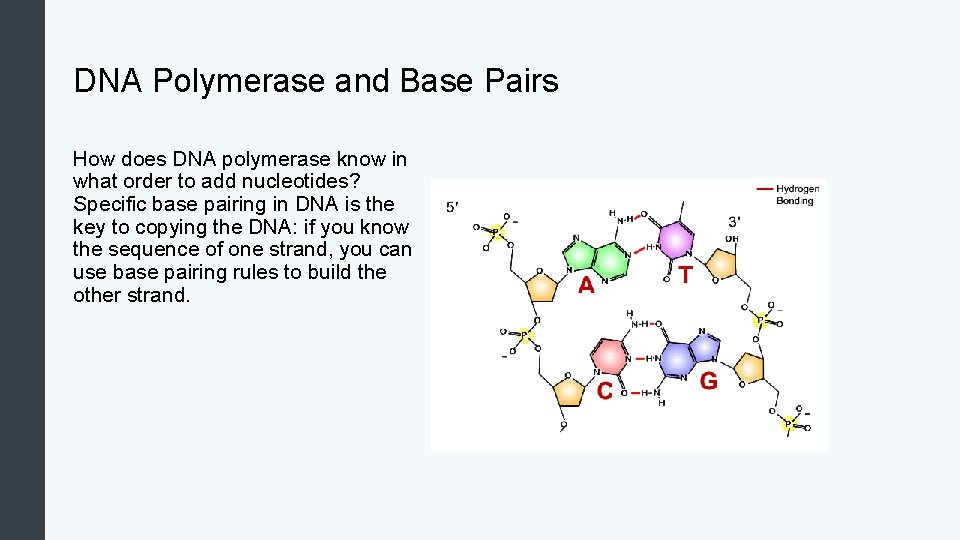 DNA Polymerase and Base Pairs How does DNA polymerase know in what order to