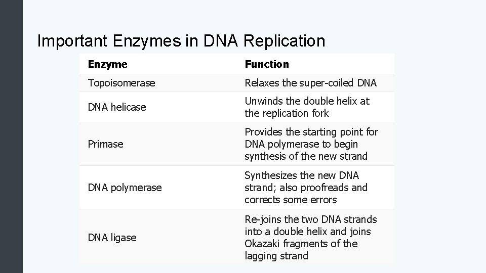 Important Enzymes in DNA Replication Enzyme Function Topoisomerase Relaxes the super-coiled DNA helicase Unwinds