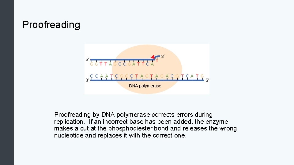 Proofreading by DNA polymerase corrects errors during replication. If an incorrect base has been