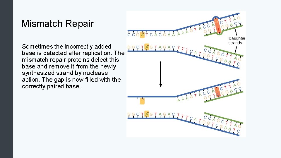 Mismatch Repair Sometimes the incorrectly added base is detected after replication. The mismatch repair