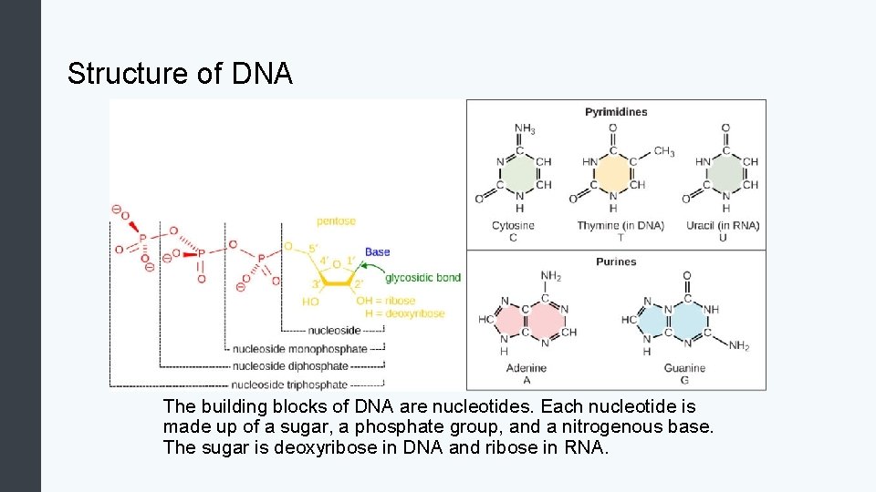 Structure of DNA The building blocks of DNA are nucleotides. Each nucleotide is made