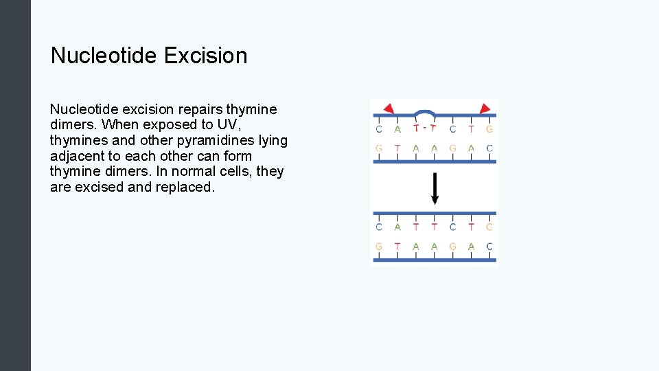 Nucleotide Excision Nucleotide excision repairs thymine dimers. When exposed to UV, thymines and other