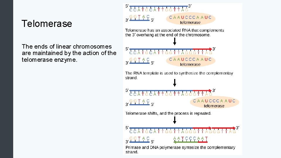 Telomerase The ends of linear chromosomes are maintained by the action of the telomerase